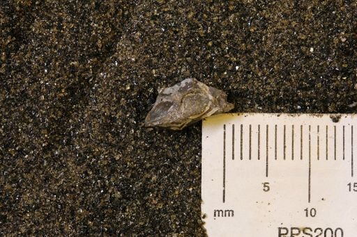 undet. Bivalvia