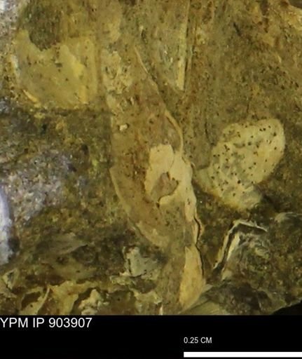 undet. Mollusca