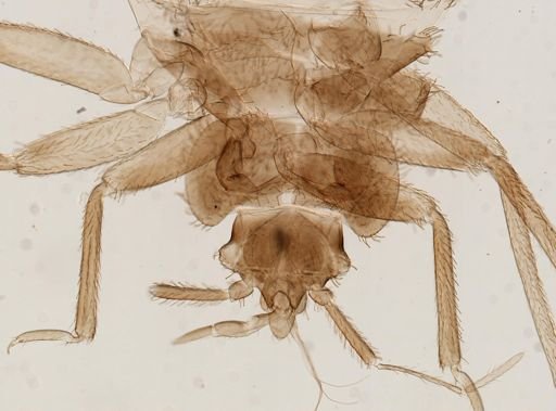 Cimex lectularius