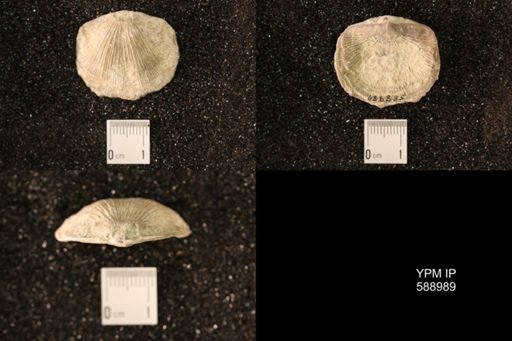 Dinorthis subquadrata