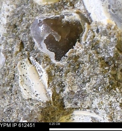 undet. Bivalvia