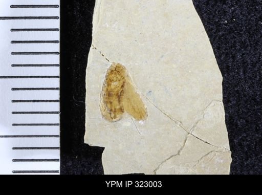 Fulgora granulosa