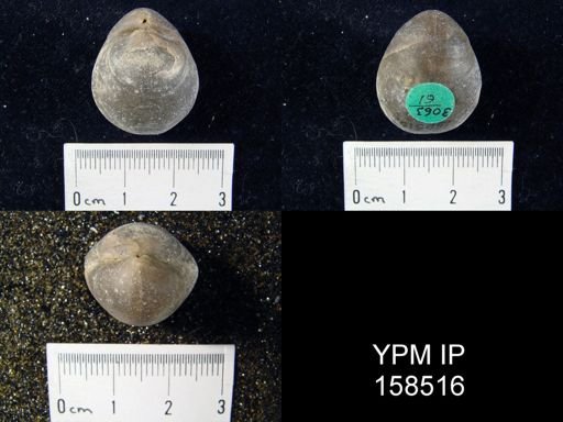 Hindella umbonata