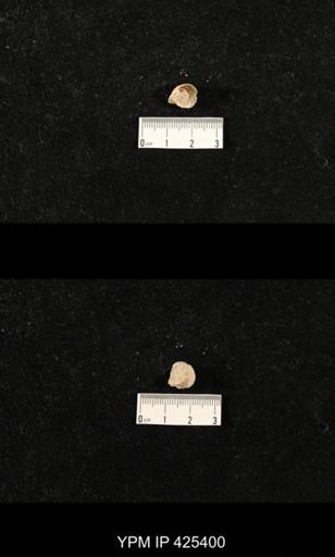 Meekella skenoides