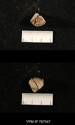 undet. Brachiopoda