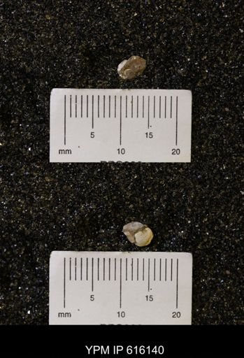Protocardia subquadrata