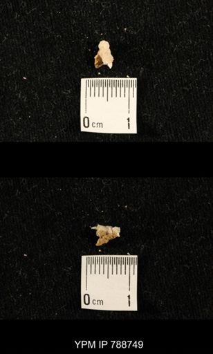 taxon undetermined