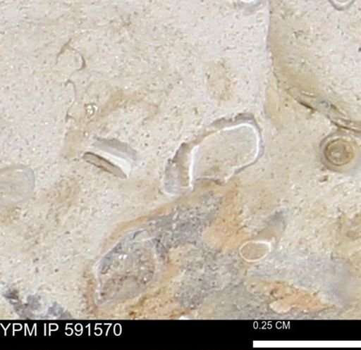 Serpulidae