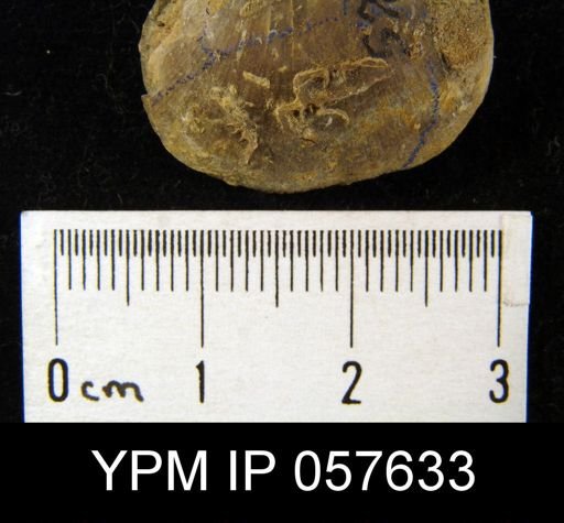 Crania sp.