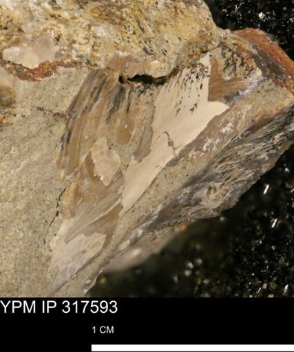 undet. Mollusca
