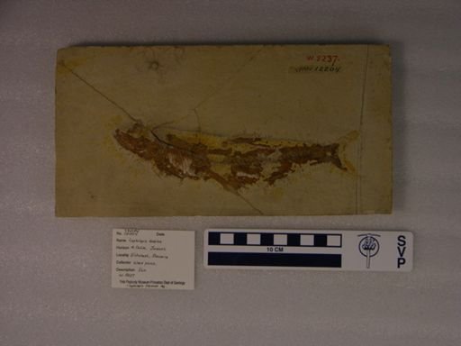 Leptolepis dubius