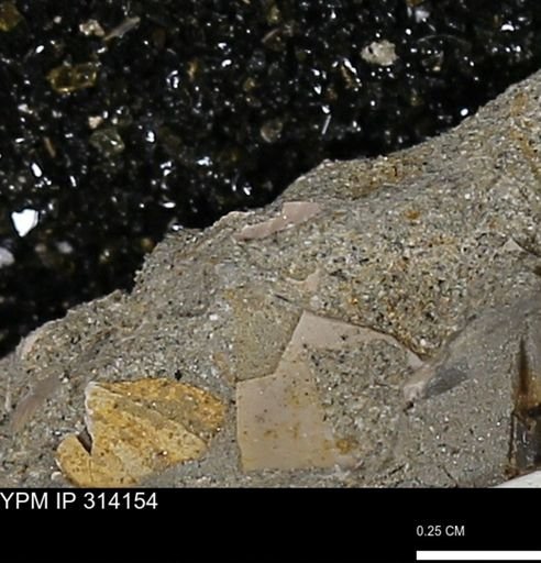 undet. Mollusca