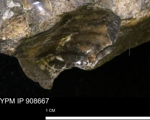 undet. Mollusca