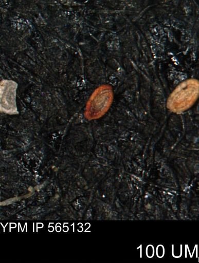 Spirolocammina planula