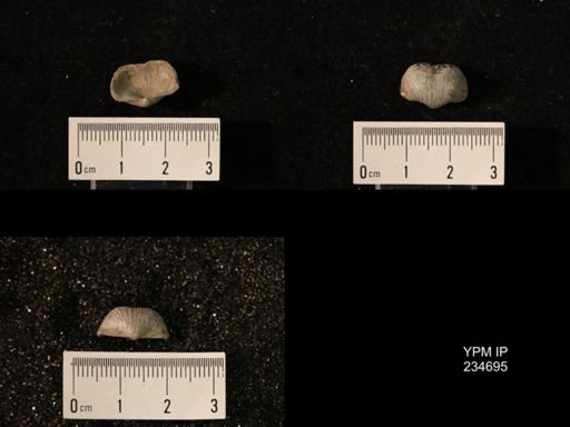 Marginifera splendens