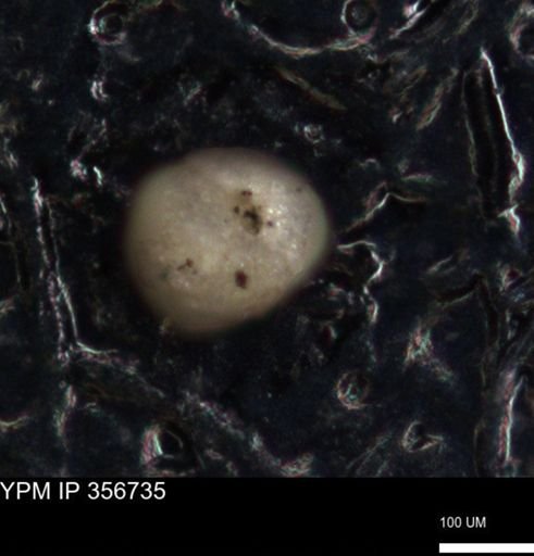 undet. Foraminiferida