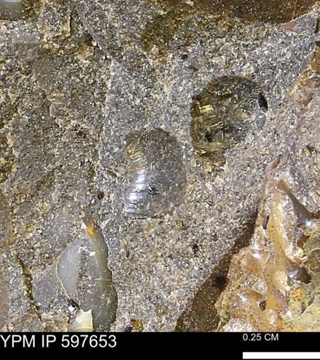 Protocardia?