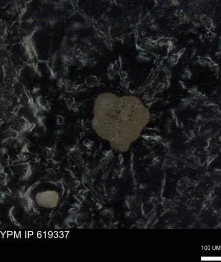 undet. Rugoglobigerinidae