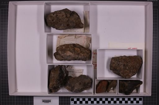 mixed taxa, stratigraphic collection