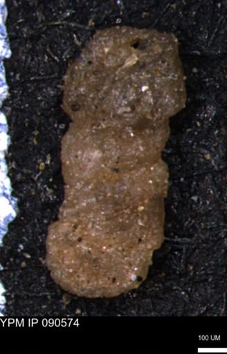 Ammobaculites euides