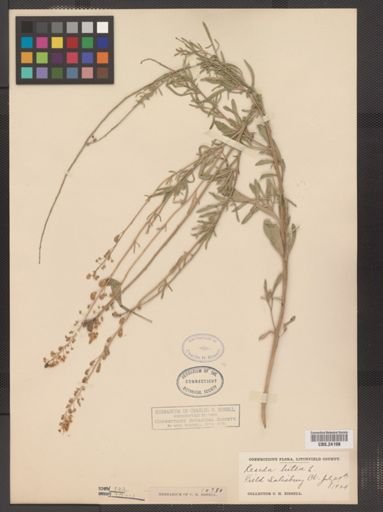 Reseda lutea