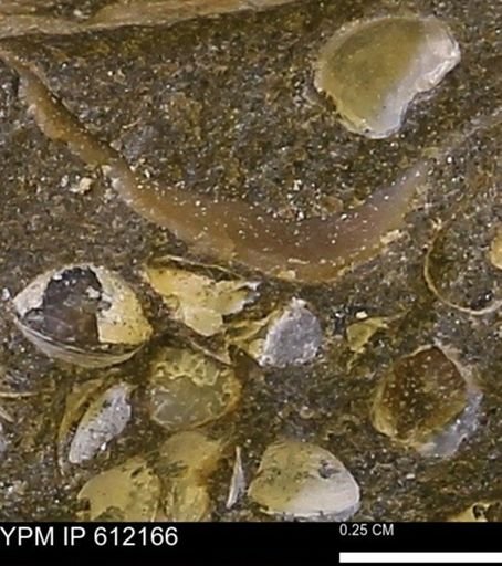 Pseudoptera subtortuosa