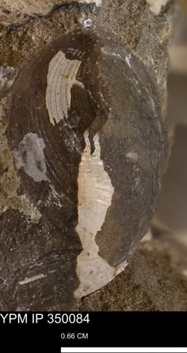 Limopsis striatopunctatus