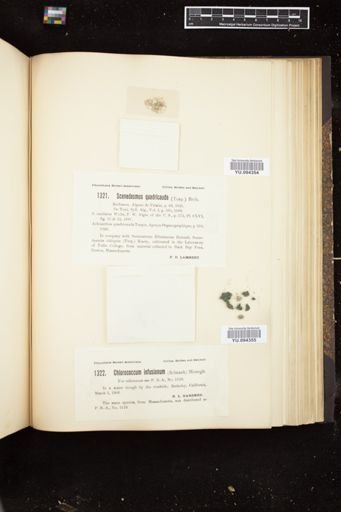 Scenedesmus quadricauda