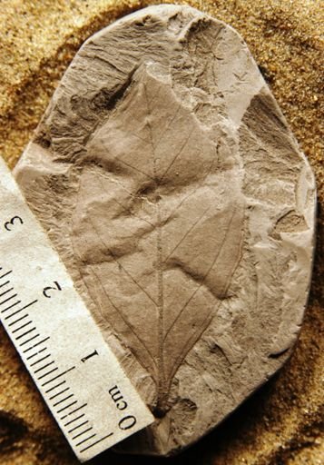 Celastrophyllum newberryanum