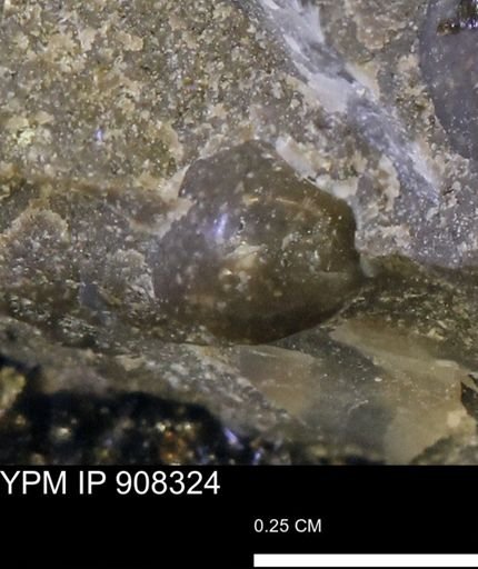 undet. Bivalvia