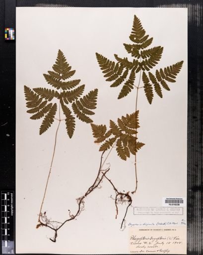 Dryopteris