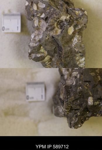 Jeletzkytes nebrascensis