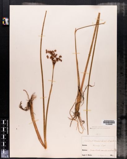 Juncus militaris