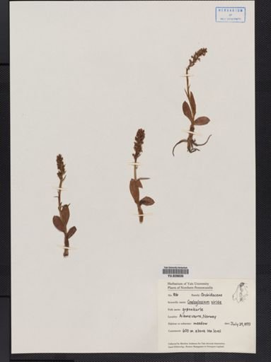 Coeloglossum