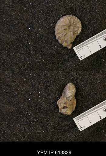 Neogastroplites sp.