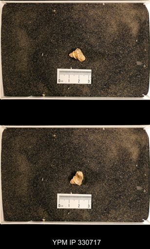 Lophospira sp.
