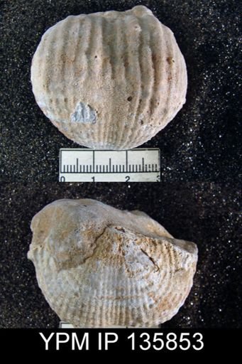 Productus (Dictyoclostus) indicus