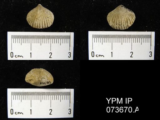Camarotoechia perryvillensis