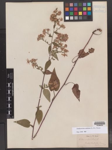 Symphyotrichum undulatum