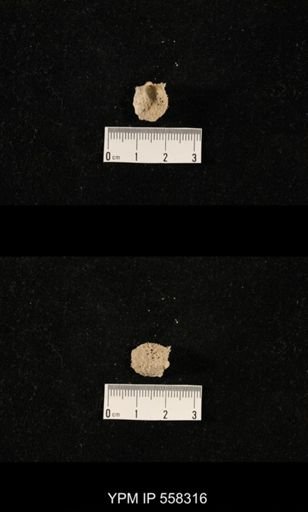 Cancrinella sp.