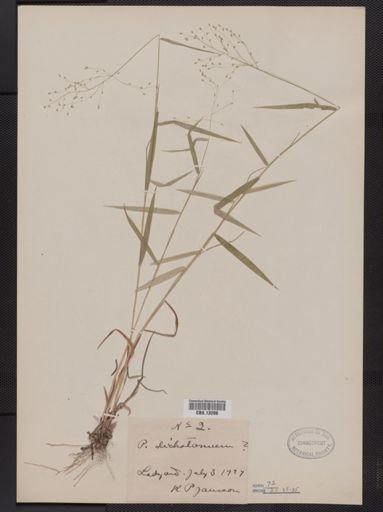 Panicum dichotomum