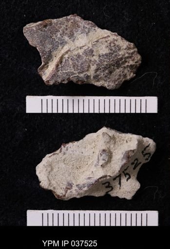 Pacifastacus chenoderma