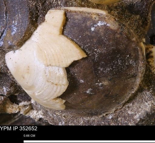Limopsis striatopunctatus