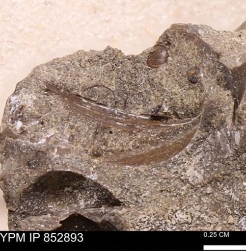 Limopsis striatopunctatus