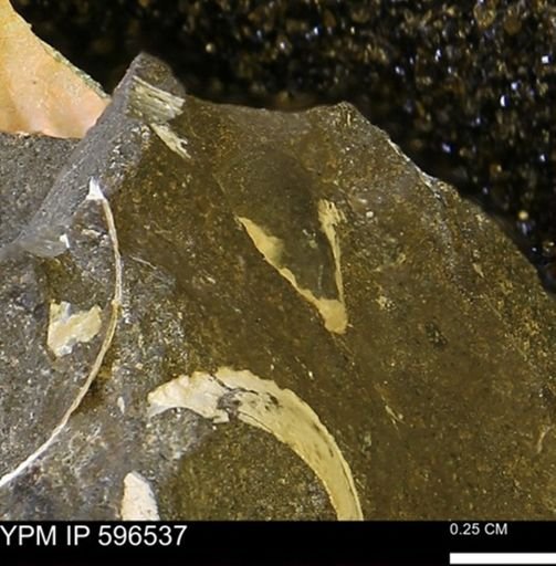 undet. Mollusca