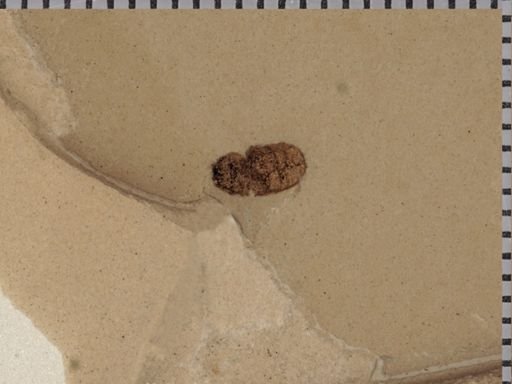 undet. Coleoptera