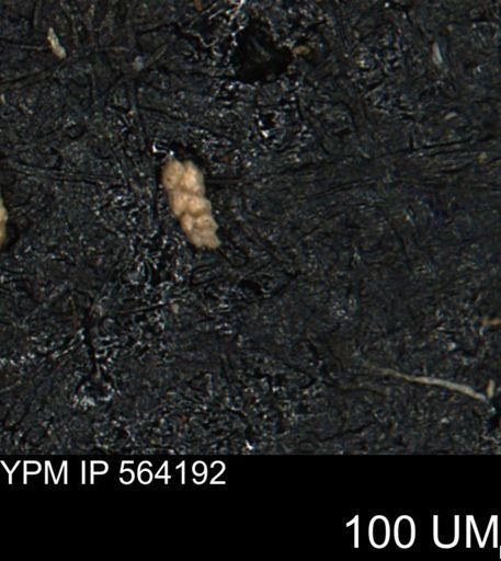 Verneuilina canadensis