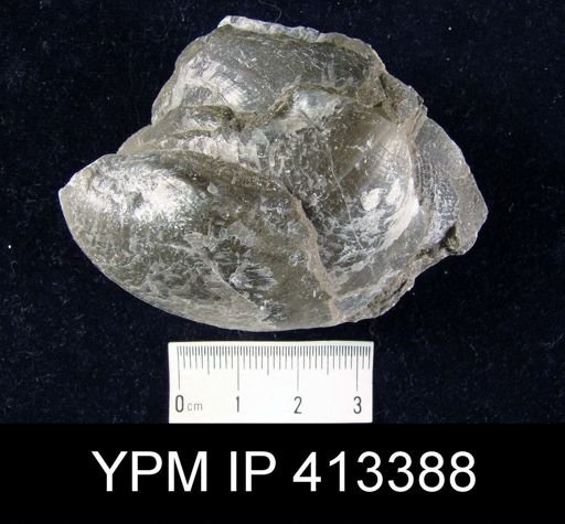 Pentamerus oblongus