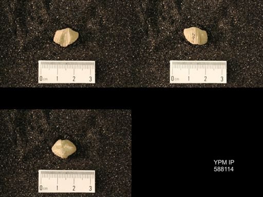 Platystrophia lynx