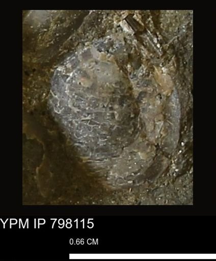Gastropoda